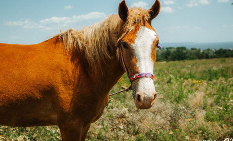 Недільне фото: підбірка фотографій коней з ранчо «Біла Підкова»