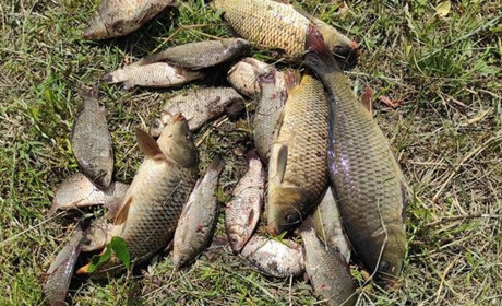 Тест - гра: яка риба живе у старокостянтинівських водоймах