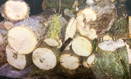 Напиляли дерев на понад 30 тисяч гривень: у Лозовій судили нелегальних лісорубів