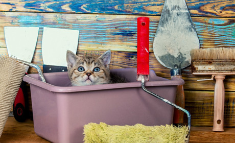 Майбутньому Центру для безпритульних котів необхідні будівельні матеріали для облаштування