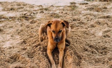 Напала безпритульна собака. Хто має відповідати. Пояснюємо на пальцях