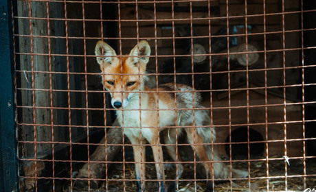 Лисиці, страуси, єноти: хто мешкає на ранчо «Біла Підкова»