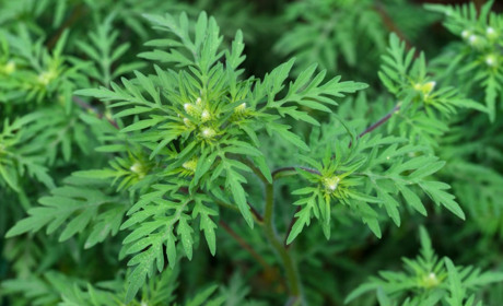 Алергія на амброзію: симптоми, профілактика та вчасна діагностика алергії