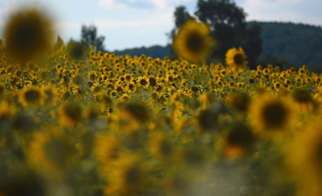 Погода в Кагарлику та Ржищеві на тиждень - з 19 по 25 липня