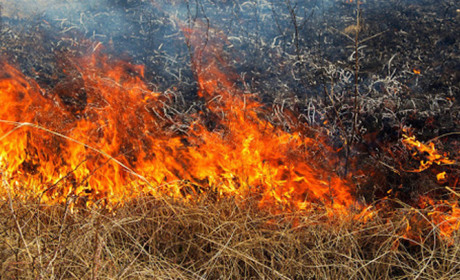 За підпал сухої трави передбачені штрафи: дізнайся розмір