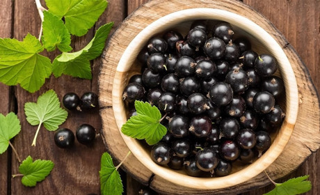 Чорна смородина: корисні властивості і смачні рецепти