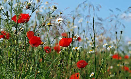 Погода на 19-25 липня: спека відступає