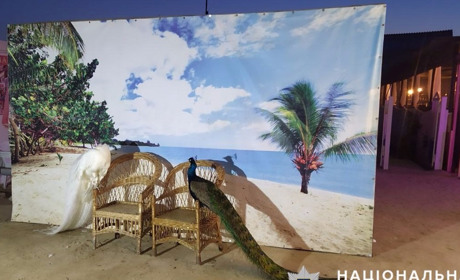 Павлинов держал в коробке