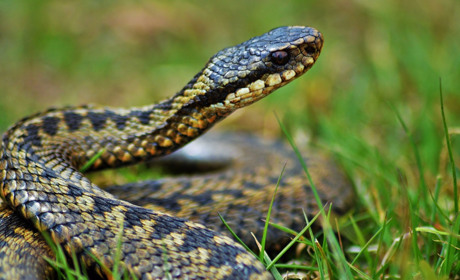 Змеи: как выжить при столкновении