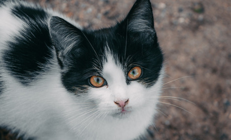 Не отруювати та не вбивати: в Україні посилили відповідальність за жорстоке поводження з тваринами