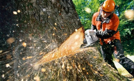 Мені потрібно спиляти дерево: де брати дозвіл?