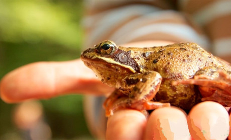 Як битва при Ватерлоо вплинула на гастрономічні вподобання закарпатців і зробила їх “жаблярами”