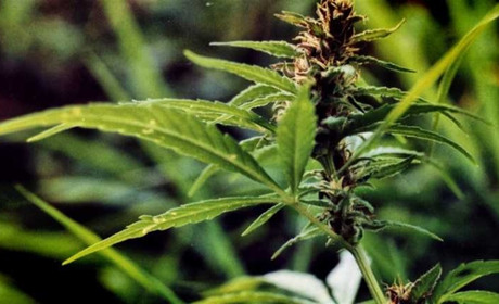 Вирощував коноплю на присадибній ділянці