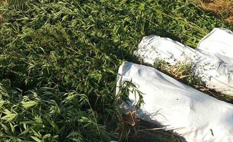 У Кінських Роздорах пенсіонерка на городі вирощувала наркопосіви коноплі