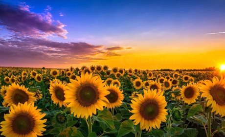 Якою буде погода на Кагарличчині та Ржищівщині на вихідні 31 липня та 1 серпня