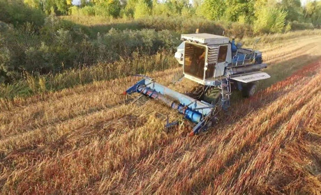 У Вараському районі жінка потрапила під комбайн