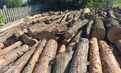 У Троїцькому лісництві доглядають за мінералізованими смугами та ведуть санітарні рубки