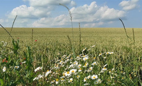 Тарифи, кордони та вихідні дні: що чекає на українців у серпні