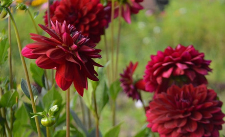 Погода на 2 по 8 серпня: спека послабиться, очікуються дощі і грози