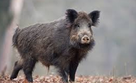 У Корюківській громаді між Бурківкою та Савинками під колеса мопеда кинулося дике порося