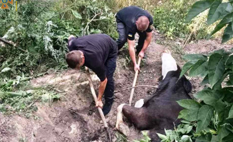 Рятувальники дістали корову, яка провалилася в яму