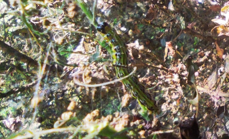 Гусінь знищує кущі самшиту на Буковині: як врятувати рослини