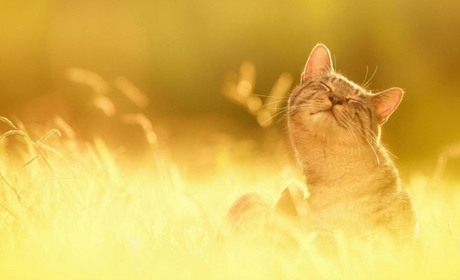 Прогноз погоди на тиждень: дощі відступають, очікується спека