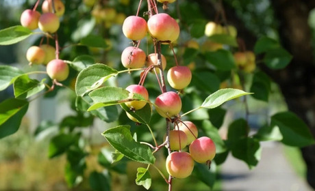 Погода на 9-15 серпня: чи повернеться спека
