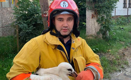 У Дрогобицькому районі рятувальники допомогли потерпілим на пожежі й повернули до гнізда лелеченя