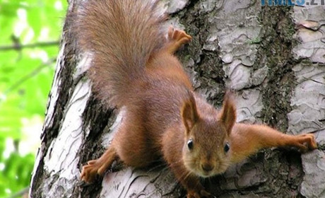 В селі на Сарненщині дитину покусала білка: в лікарні підтвердили сказ