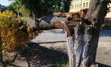 У Ніжині впало дерево на тротуар