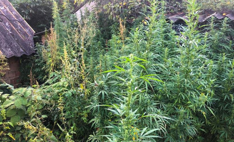 Поліцейські вилучили у жителя Лужан понад пів тисячі незаконно вирощених конопель