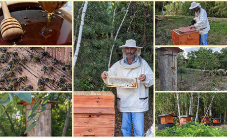 «Бджоли навіть собі меду не запасли»: чому 2021-й був невдалим для пасічників