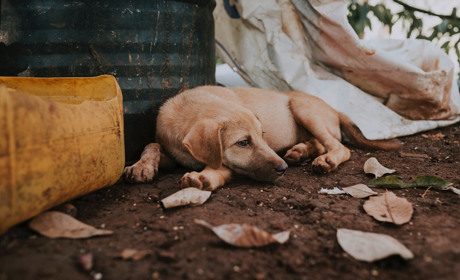 «Ні» жорстокості: що змінює закон про захист тварин?