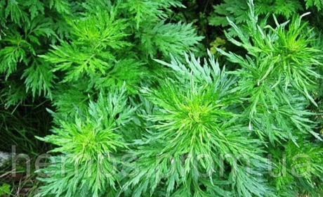 Чи справді полин допоможе у лікуванні COVID-19