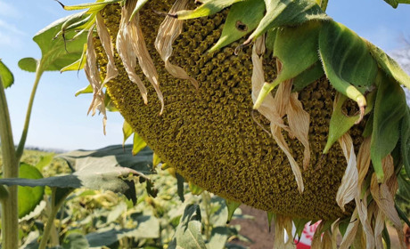 На День поля в Троїцькому зібралися разом більше сотні аграріїв Луганщини