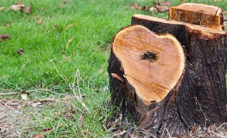 В Нікополі видалять дерева, за це міський бюджет отримає відновну вартість: подробиці