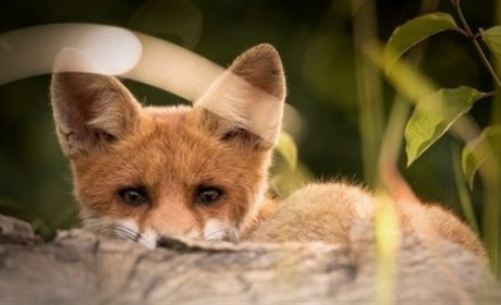 У вересні на Полтавщині розпочинається кампанія з вакцинації диких м’ясоїдних проти сказу