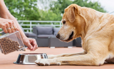 МИФ: Питательные потребности собак и кошек аналогичны человеческим.