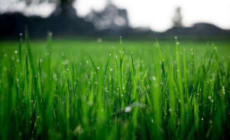 Ландшафтная искусственная трава для газона