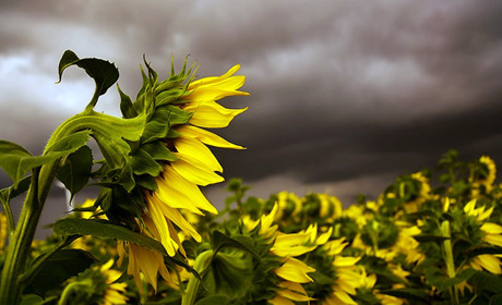 Погода в Кагарлику та Ржищеві на тиждень - з 23 по 29 серпня