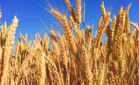 Погода на 23-29 серпня: тиждень не спекотний, подекуди дощитиме