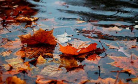 Осіння класика: якою буде погода у перший тиждень вересня в Сарнах