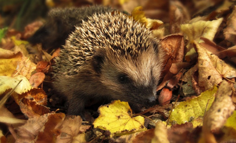 Погріємося чи замерзнемо? Прогнози синоптиків на осінь 2021