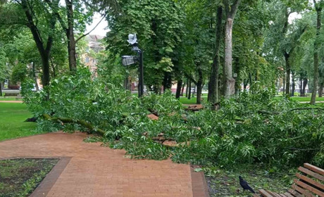 Зламане дерево, а з ним і ліхтар у сквері Коцюбинського. Наслідки нічної негоди у Чернігові
