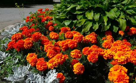 Чорнобривці: квіти не лише декоративні, а й лікувальні та можуть використовуватися в кулінарії