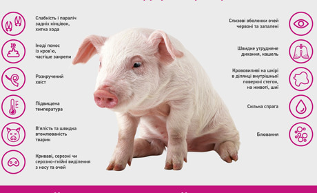 На Пологівщині зафіксували спалах африканської чуми