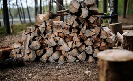 Як вибрати дрова для опалюваного сезону. Поради від експертів Гадяцького лісгоспу