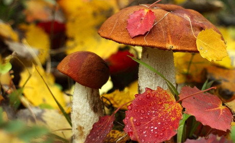 На Гадяччині температура повітря знизилась до нуля градусів