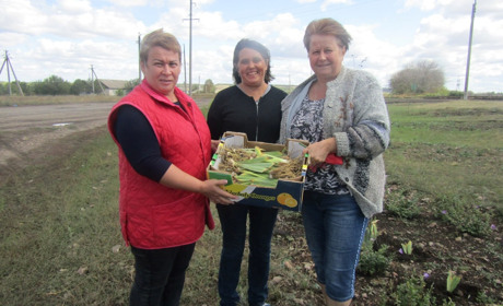 На центральній клумбі в селі Бабичеве ростуть більше п'ятдесяти ірисів